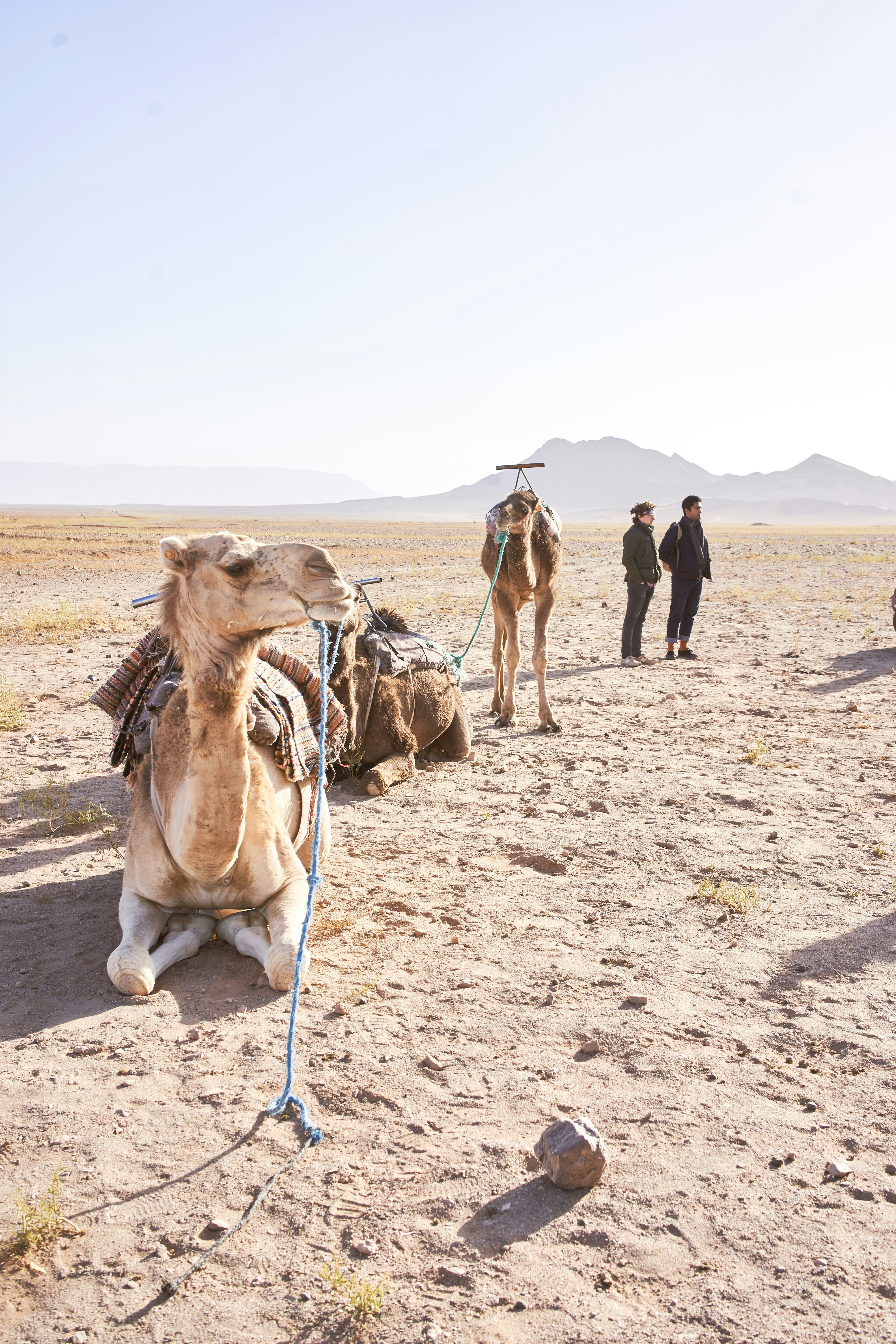 people standing beside camel on desert